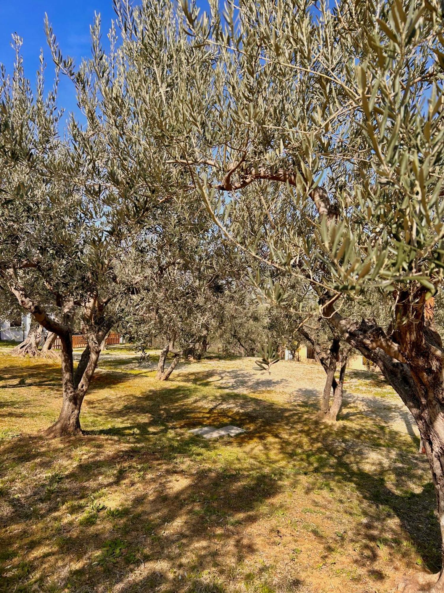 Oasi Macerina Villa Alanno Dış mekan fotoğraf
