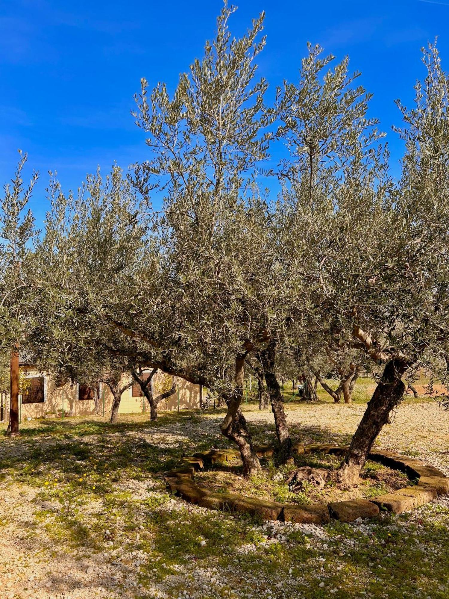Oasi Macerina Villa Alanno Dış mekan fotoğraf