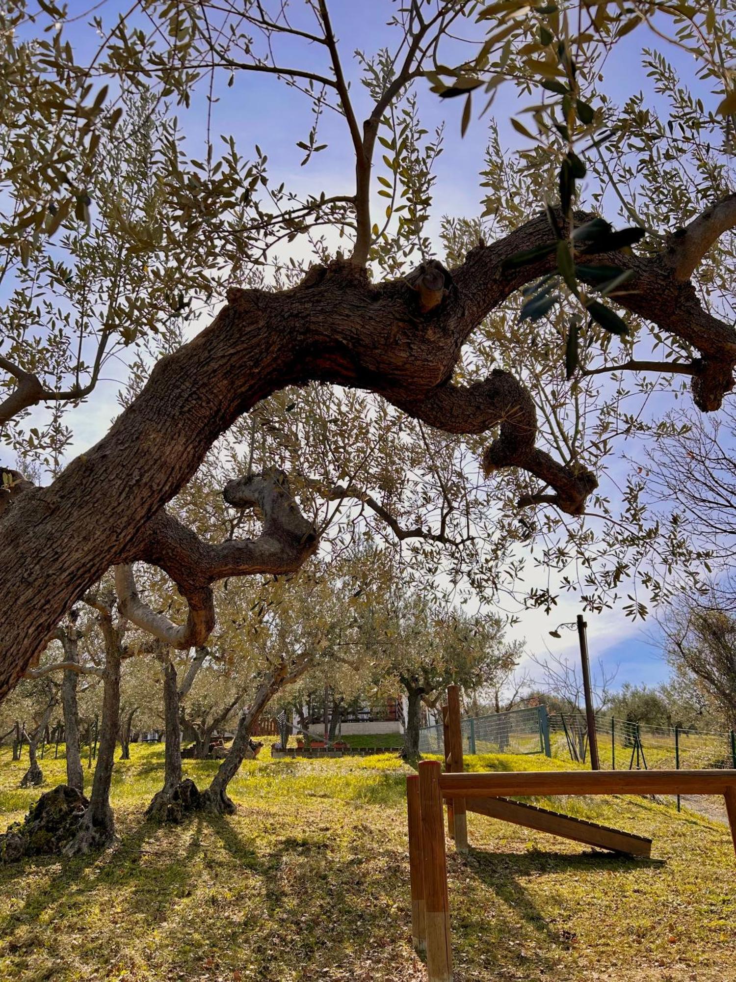Oasi Macerina Villa Alanno Dış mekan fotoğraf